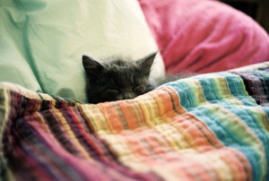  cozy and cuddly বেড়ালছানা