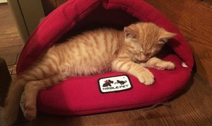  cozy and cuddly gattini
