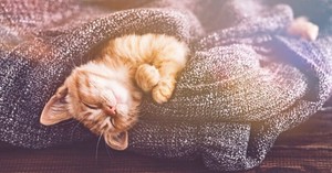  cozy and cuddly বেড়ালছানা