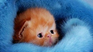 Cute Kitten - Kittens Wallpaper (16096836) - Fanpop