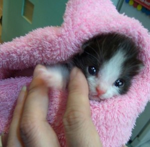  cozy kitten