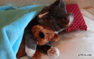  kitty cuddling with stuffed toy