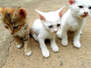  cute and friendly felines