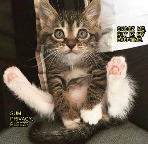 cute and funny kitten meme - mèo con bức ảnh (41536196) - fanpop