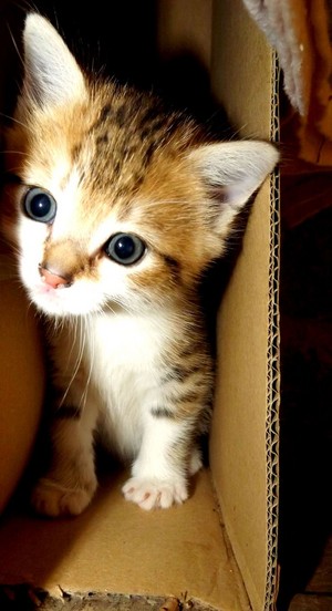  cute and shy 子猫
