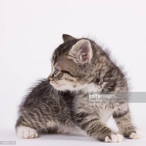  cute and shy gatitos