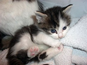  cute and shy gatitos