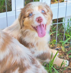  cute australian shepherd 子犬