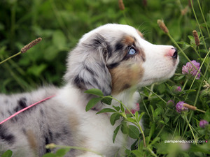  cute australian shepherd 子犬