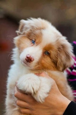  cute australian shepherd chó con