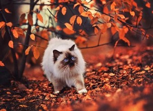  cute autumn cat🌹♥