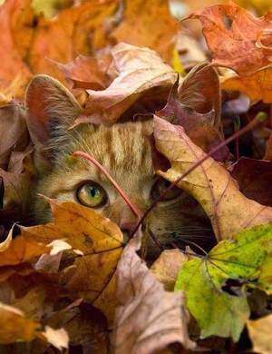  cute autumn kitten🌹♥