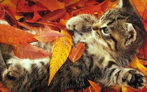  cute autumn kitten🌹♥