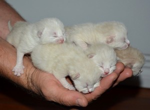  cute baby chatons