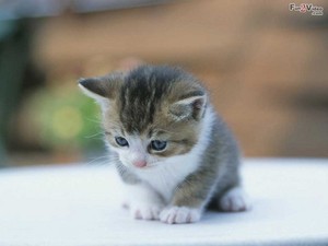  cute baby 小猫