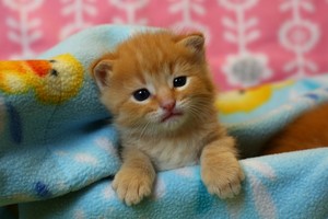  cute baby Котята