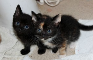  cute baby kittens