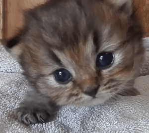  cute baby anak kucing