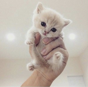  cute baby mèo con