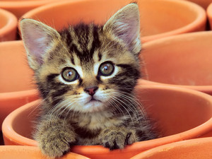  cute baby gatinhos