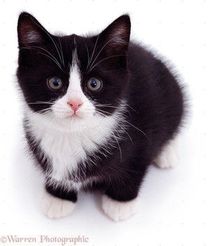  cute black and white anak kucing