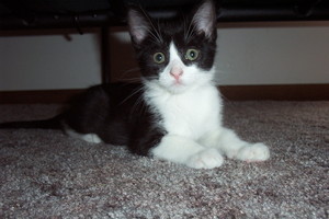  cute black and white mèo con