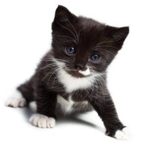  cute black and white chatons