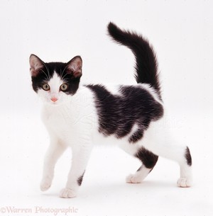  cute black and white 小猫
