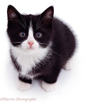  cute black and white gatinhos