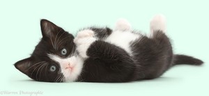cute black and white kittens