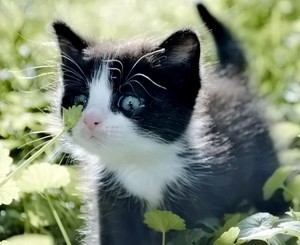  cute black and white बिल्ली के बच्चे