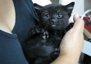  cute black बिल्ली के बच्चे