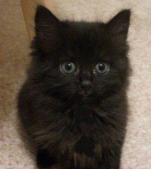  cute black kittens