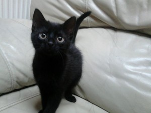  cute black Kätzchen