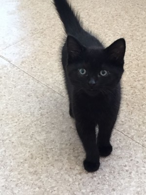  cute black 子猫