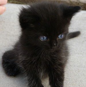  cute black 子猫