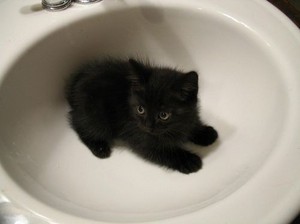  cute black mèo con