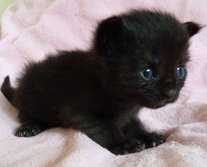  cute black Kätzchen