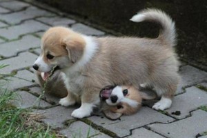  cute corgi puppies