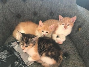  cute,friendly kittens