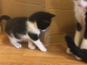 cute,friendly kittens