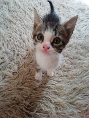  cute,friendly gattini