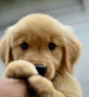  cute golden retriever anak anjing