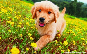 cute golden retriever 小狗