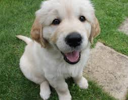  cute golden retriever 강아지