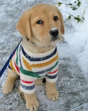  cute golden retriever 子犬