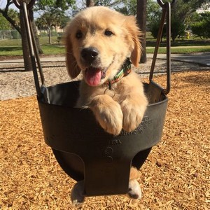  cute golden retriever Anak Anjing
