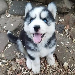  cute husky 子犬