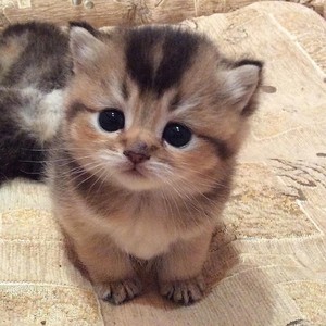 anak kucing cute