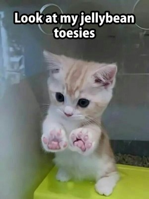  cute kitty memes